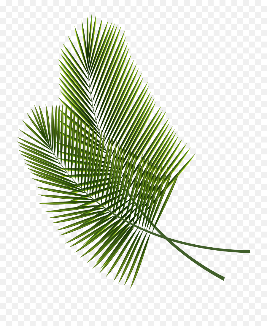 Download Tropical Leaves Clipart Image - Tropical Leaves Tropical Leaves Png,Leaves Clipart Png