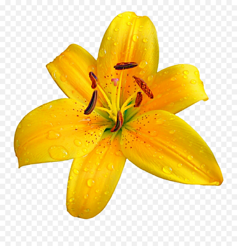 Lilium Bulbiferum Easter Lily Flower Clip Art - Lilium Orange Lily Png,Lily Flower Png
