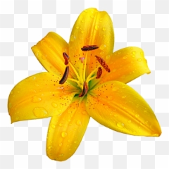 Lilium Bulbiferum Easter Lily Flower Clip Art - Orange png