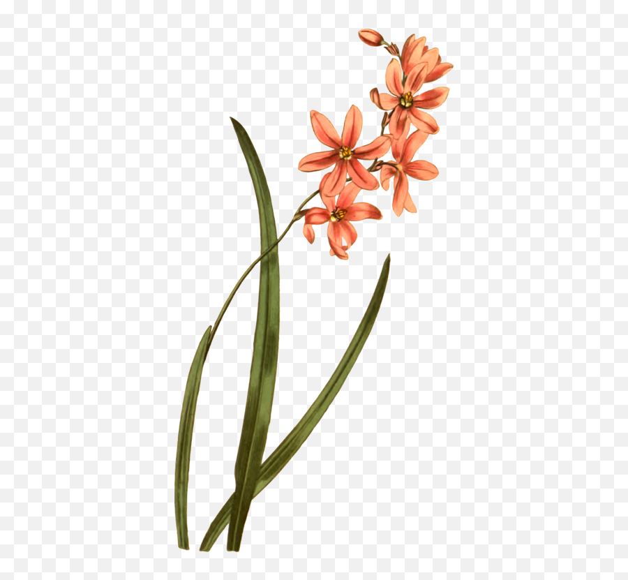 Plantflorapetal Png Clipart - Royalty Free Svg Png Lily Family,Lily Of The Valley Png