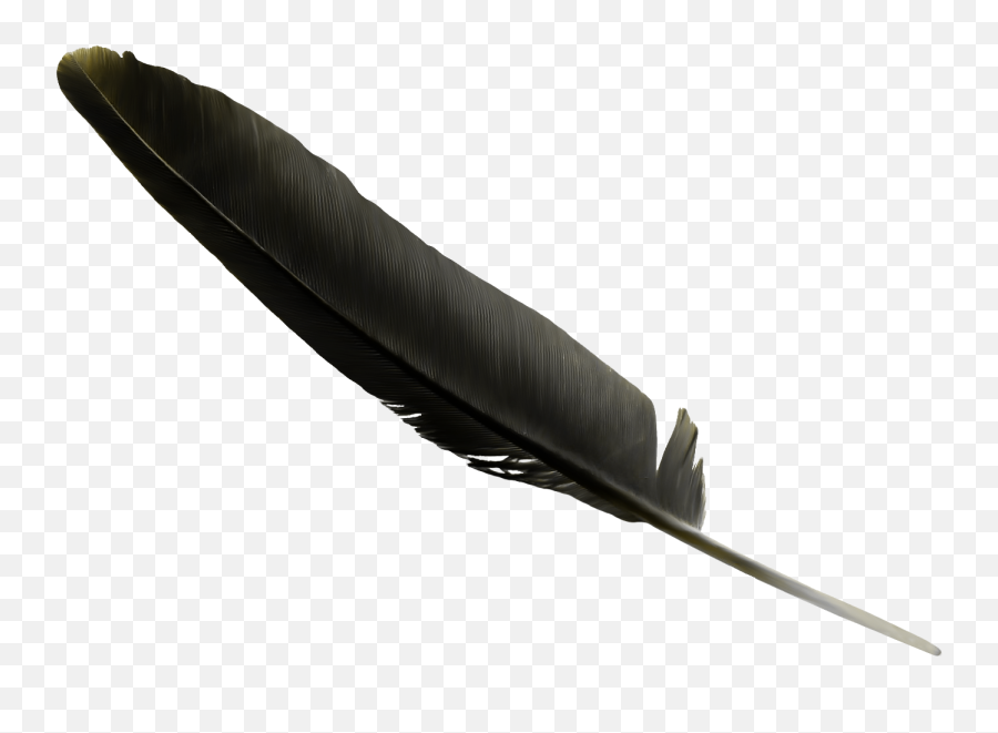 Download Black Feather Clip Art - Black Feather Transparent Background Png,Black Feather Png