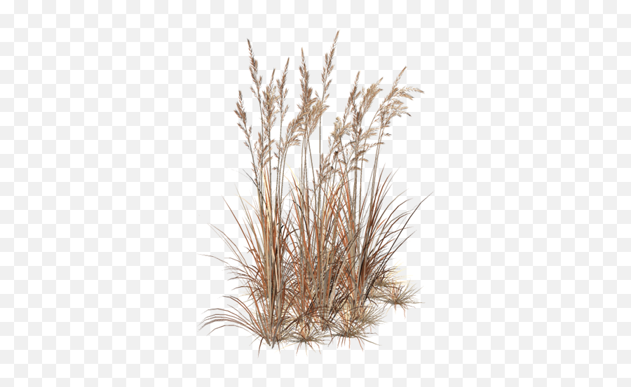 Marvelous Artworks U2022 View Topic - Brown Grass Transparent Brown Grass Hd Transprent Png,Grass Png Transparent