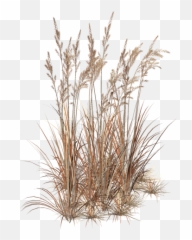 Marvelous Artworks U2022 View Topic - Brown Grass Transparent Brown Grass Hd Transprent Png,Grass Png Transparent