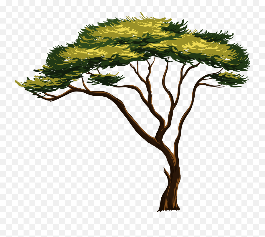 Tree Png - Transparent African Tree Clipart,African Tree Png