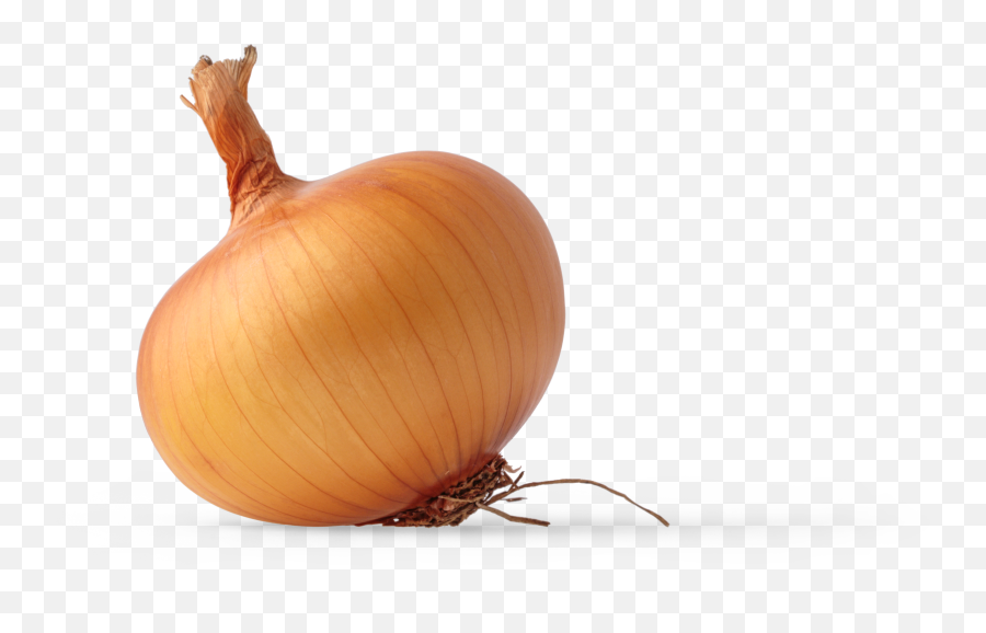 Onion Graphic Asset - Yellow Onion Png,Garlic Transparent Background