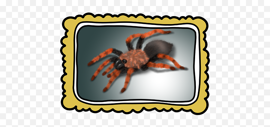 Spider Art Studywith - Tarantula Png,Tarantula Png