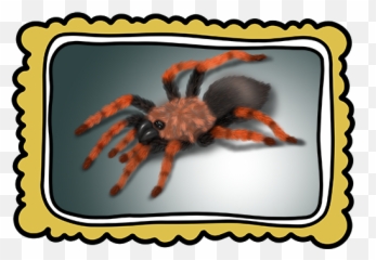 Spider Art Studywith - Tarantula Png,Tarantula Png