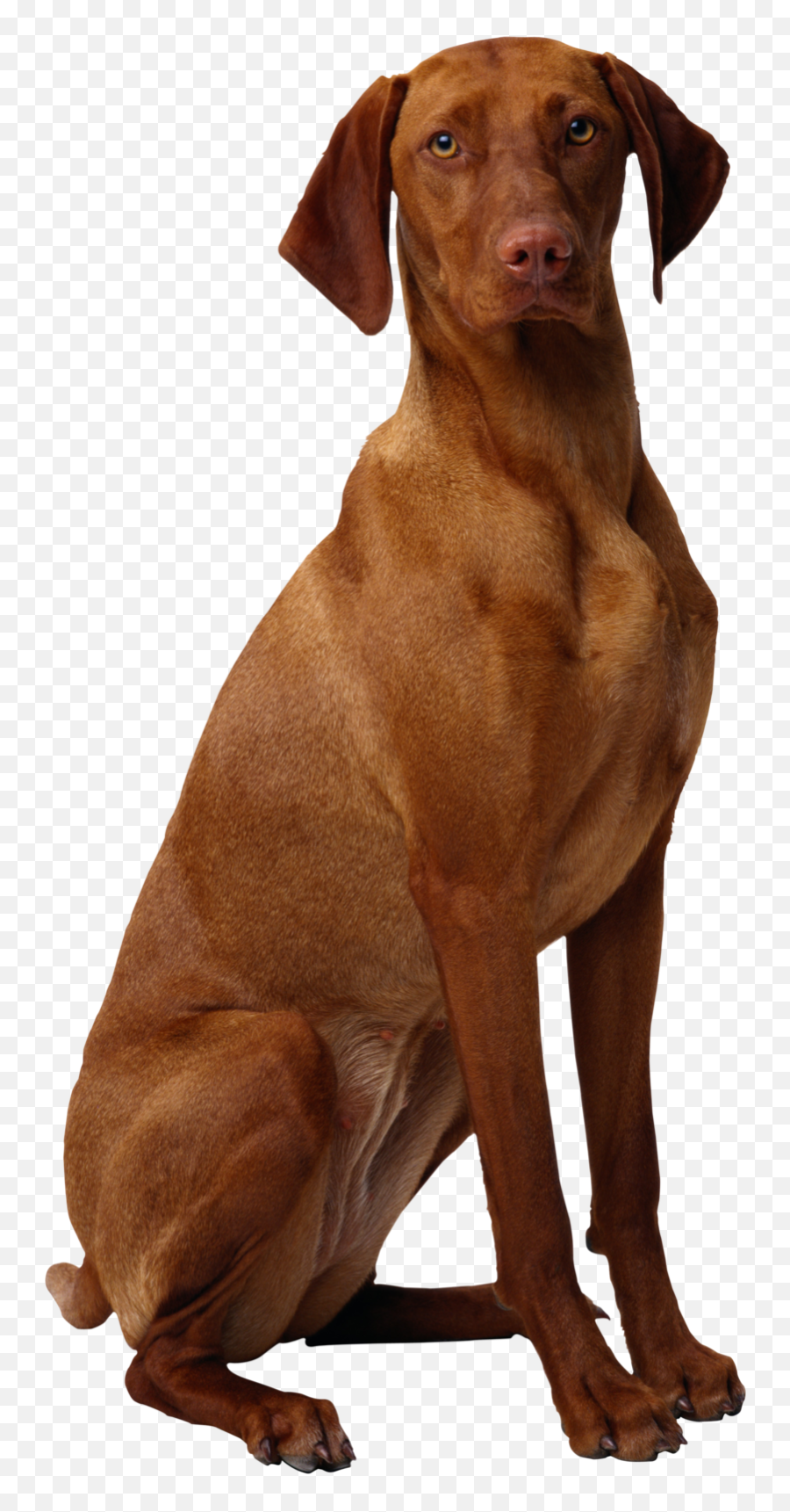 Download Free Png Background - Dogsdogtransparent Dlpngcom Dogs,Dogs Transparent Background