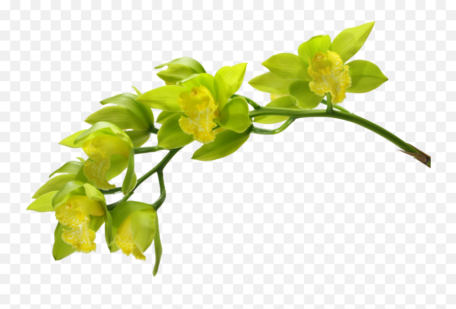 Wiosna - Kwiaty Green Orchid Green Flowers Green Orchid Orchid Long Green Flowers Png,Orchid Png