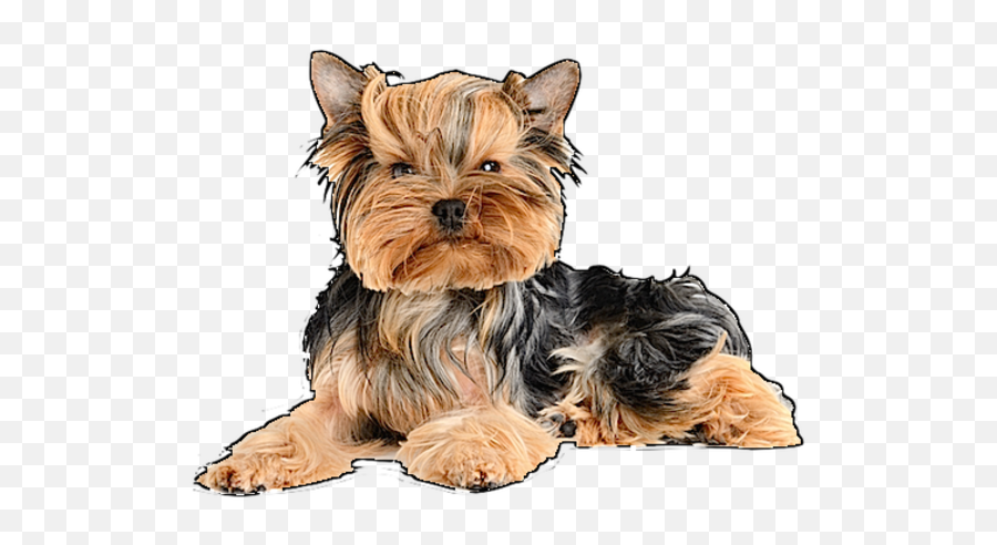 Yorkie Free Images - Vector Clip Art Online Free Yorkie Clipart Transparent Png,Yorkie Png