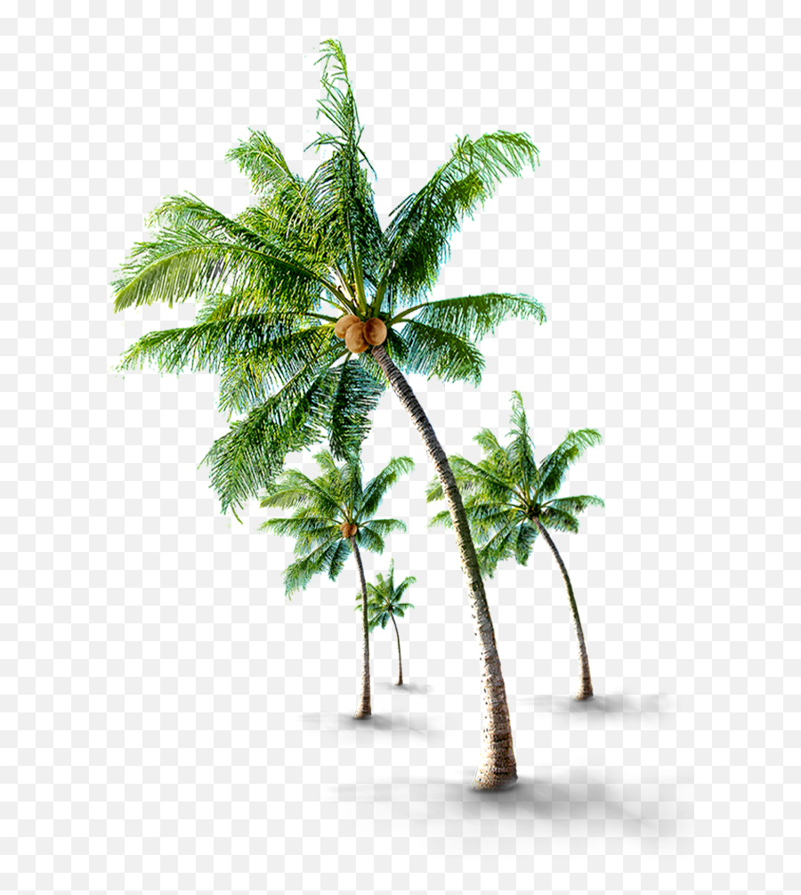 Beach Coconut Tree Png - Coconut Palm Tree Png,Trees Png Images