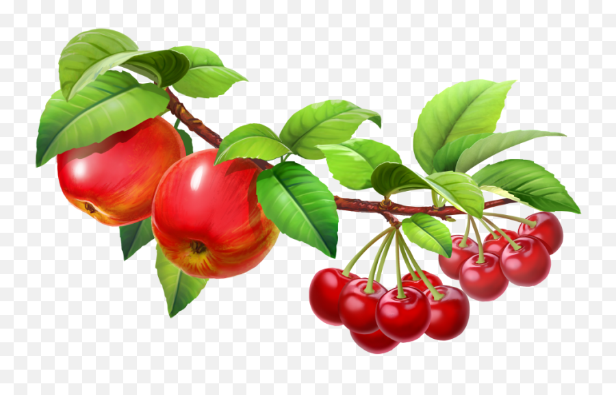 Fruit Tree Png Hd Image Free Download - Fruit In A Tree Clipart,Tree Png