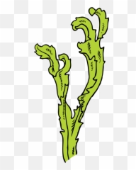 Line Art Plant Flora Png Clipart - Seaweed Clip Art,Kelp Png