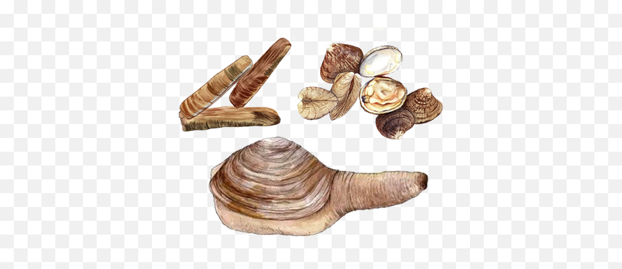 Clams - Ocean Wise Seafood Baltic Macoma Png,Clam Png