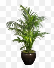 Desert Shrub - Big Pot Indoor Plants HD Png Download Houseplant
