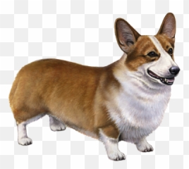 Pembroke Welsh Corgi Facts - Pembroke Welsh Corgis Teeth Png,Corgi Transparent