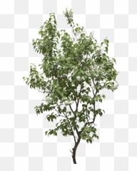 40 Tree Png Images Are Free To Download - Gufic Biosciences Ltd Navsari,Tree Elevation Png
