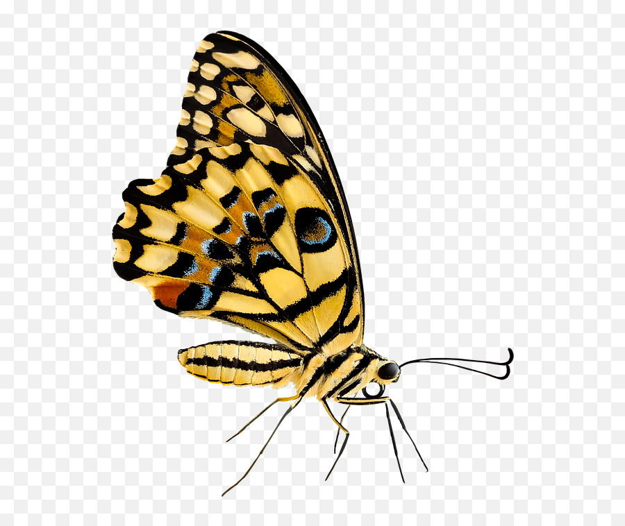 Png Images Pngs Insects Bugs Insect Bug Id 55106 - Insect,Bugs Png