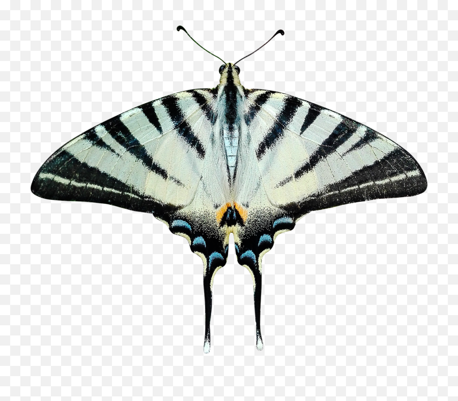 Butterfly Png Transparent - Transparent Moth Png,Butterfly Transparent