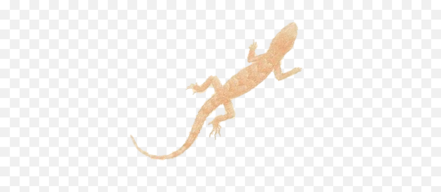 Download House Gecko Png Image With No - Turkish Gecko,Gecko Png