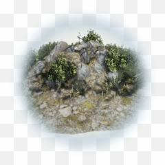 Mediah Stoneback Crab Egg - BDO Codex Location png