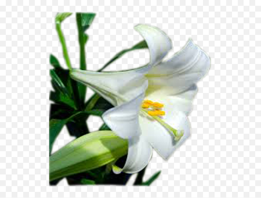 Download Easter Lily Plant - Easter Lily Png,Easter Lily Png