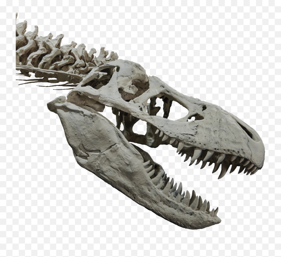 Upper Body Skeleton - T Rex Skull Png,Dinosaur Skull Png