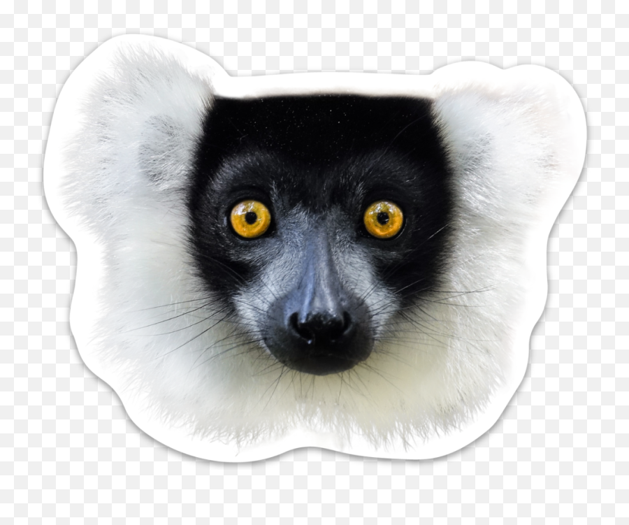 Lemur Png - Sifaka,Lemur Png