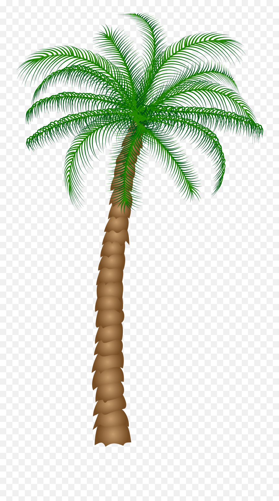 Coconut Clipart Date Tree Transparent - Palm Tree Transparent Background Png,Palm Png