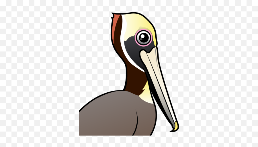 Cute Brown Pelican - Brown Pelican Png,Pelican Png