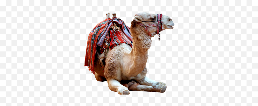 Camel Photo Png - Pixsector Arabian Camel,Camel Png