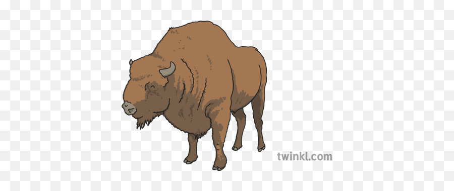 European Bison Illustration - Twinkl Bison Png,Bison Png