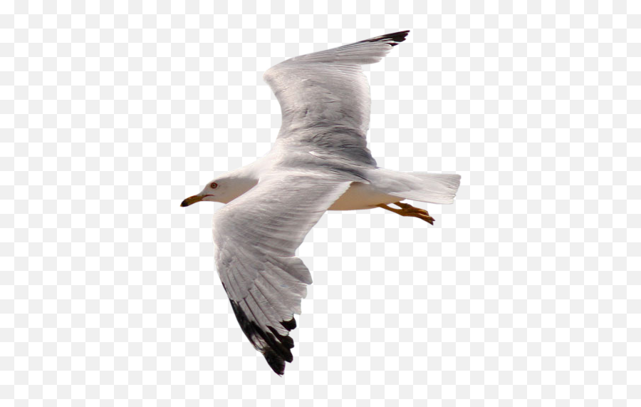 Gull Png Images Free Download - Transparent Birds Gif Png,Seagulls Png