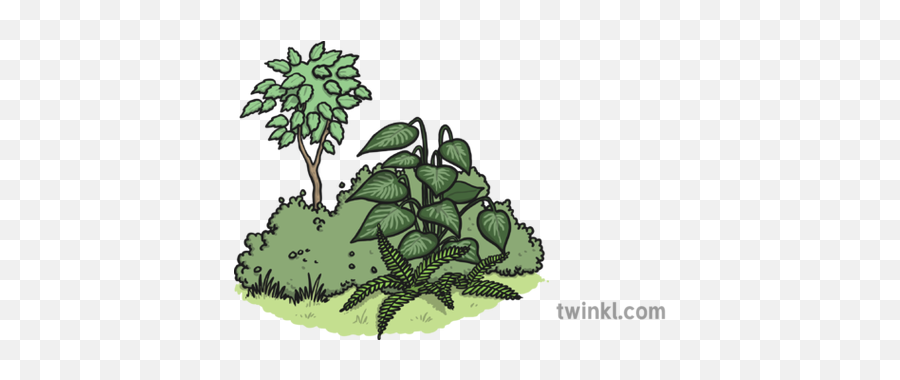 Vegetation Illustration - Twinkl Illustration Png,Vegetation Png