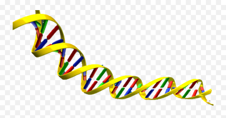 Download Hd Dna Helix - Dna Double Helix Free Png,Dna Transparent Background