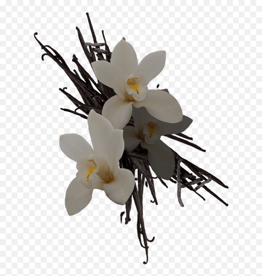 Vanilla Orchids - Vanilla Orchids Png,Vanilla Png
