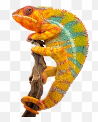 Chameleon Business Solutions In Guernsey - Panther Chameleon Png,Chameleon Png