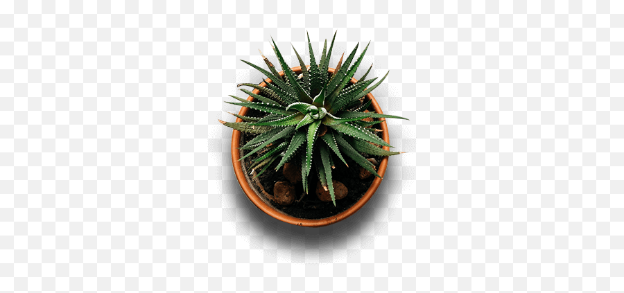 Indoor Plants Top View Png Image - Flower Pot View Top Png,Plant Top View Png