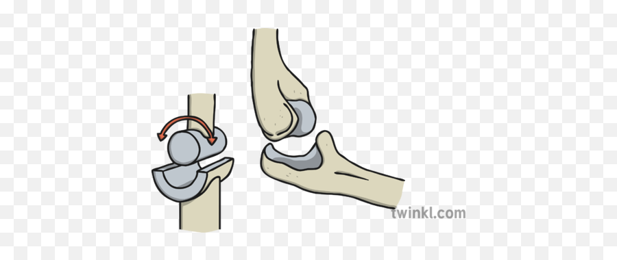 Hinge Joint Illustration - Twinkl Hinge Joint Png,Joint Png