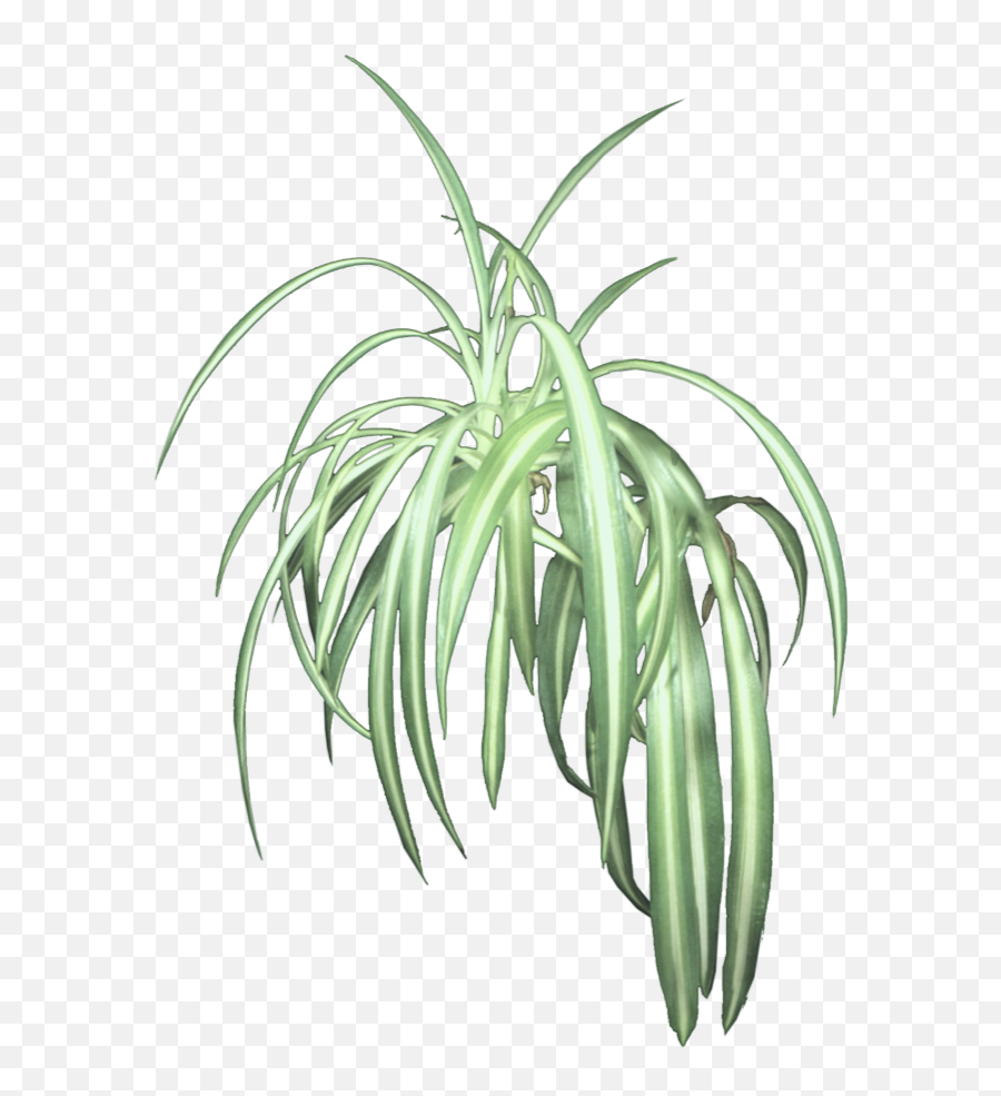 Download Hd Hanging Plants Png - Spider Plant Hanging Plant Transparent,Hanging Plants Png