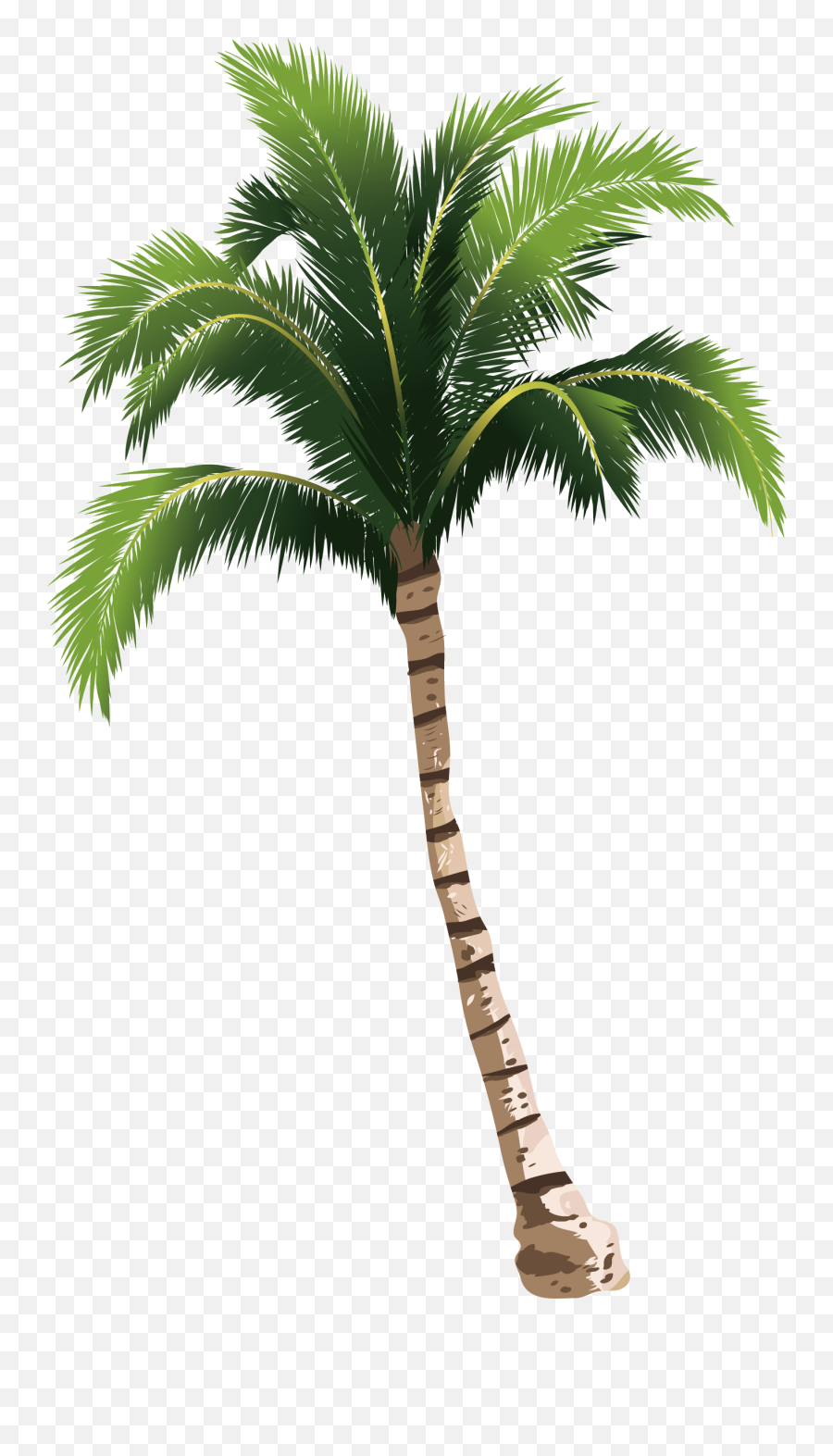 Download A Coconut Tree Transprent - High Resolution Palm Tree Png,Coconut Tree Png