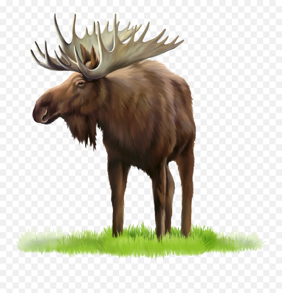 Moose Elk Png - Free Moose Vector,Moose Png