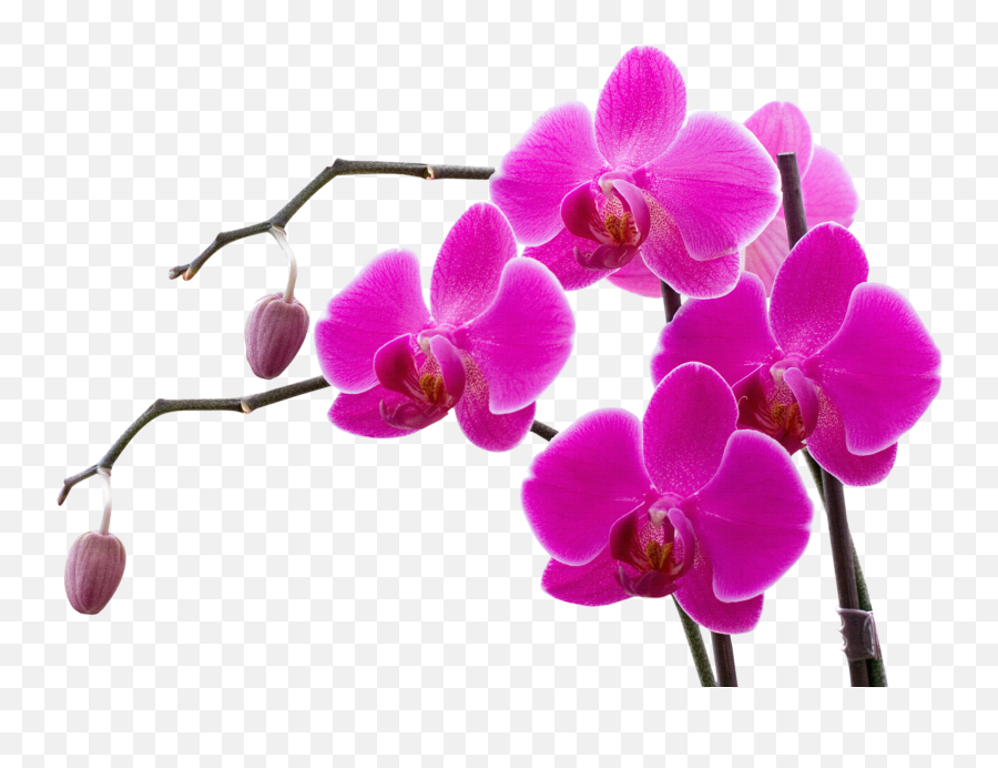 009png Pink Orchids Flower Images Fr 1576136 - Png Orchid Clipart Png,Orchid Png