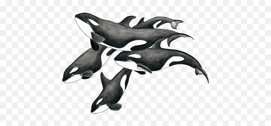 Orca Whales U2013 Tagged Bath Mat Page 2 Seven Sirens Studios - Tattoo Pod Killer Whale Png,Killer Whale Png