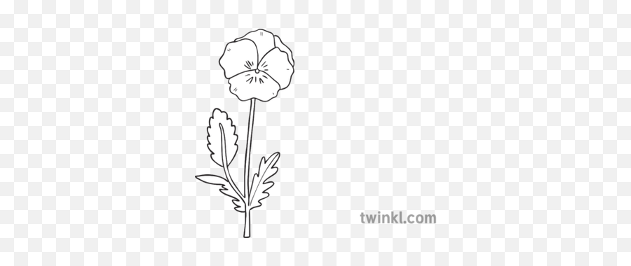 Short Flower Pansy Ks1 Black And White Illustration - Twinkl Pansy Flower Black And White Png,Flower Png Black And White
