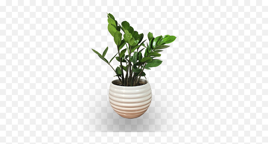 Laughing Plants - For Indoor Png,Potted Plants Png