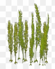 Giant Kelp - Vertical Png,Kelp Png