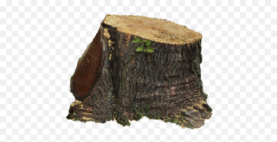 Download Tree - Tree Stump Full Size Png Image Pngkit Solid,Stump Png