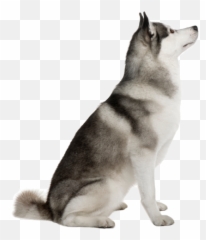 Dog Sitting Looking Up Png Image - Akita Inu,Dog Sitting Png
