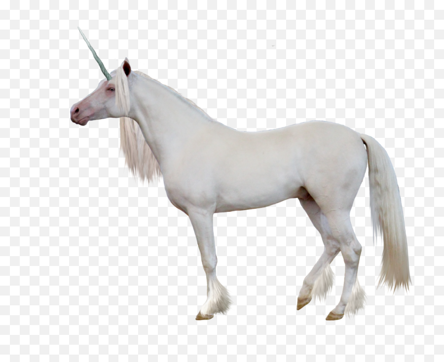 Unicorn Png Image - White Horse Side View Png,Transparent Unicorn
